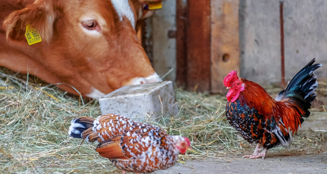 Stallbesuch auf dem Hof Loi in Avers-Cröt (gdl_727285258_image)