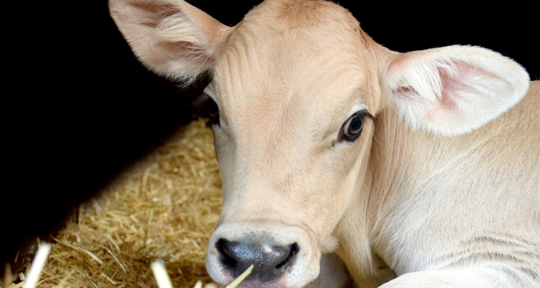 Stallbesuch auf dem Hof Urban Battaglia (gdl_729217586_image)