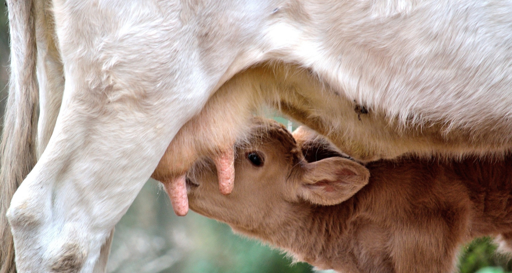 Stallbesuch auf dem Hof Stefan Battaglia (gdl_729217990_image)