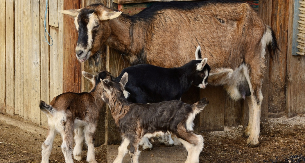 Stallbesuch auf dem Hof Madris in Avers-Madris (gdl_834606253_image)