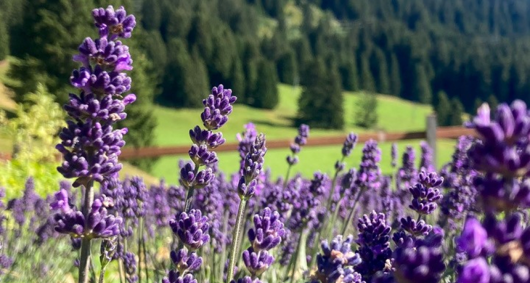 Lavandula_Hof_Lajet Lavandula_Hof_Lajet