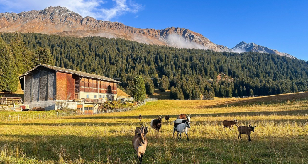 Hofansicht_Hof_Lajet Hofansicht_Hof_Lajet