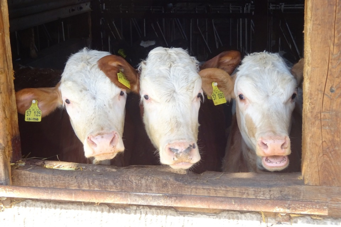 Stallbesuch auf dem Tossa Hof in Avers-Pürd (gdl_668535832_image)