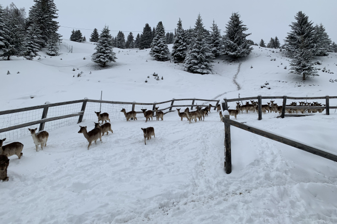 Damhirsch-Besichtigung (gdl_725583270_image)