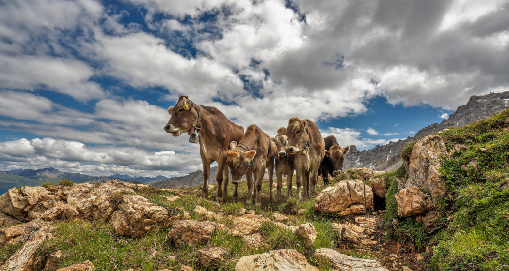 Rinder auf der Alp (Charly Gurt)