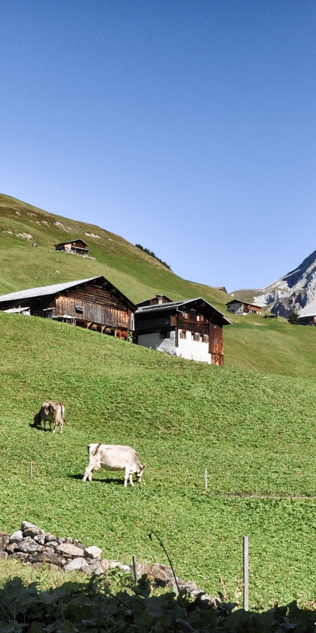 Kühe weiden auf der Alp