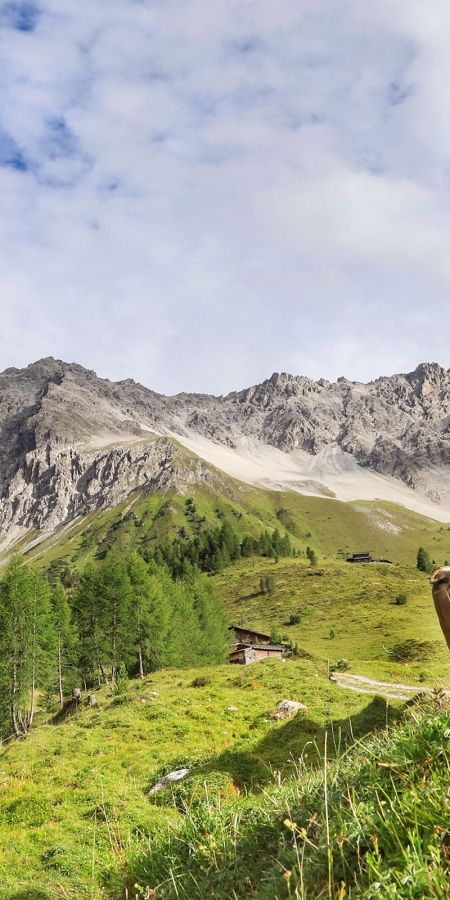 Kühe auf der Alp