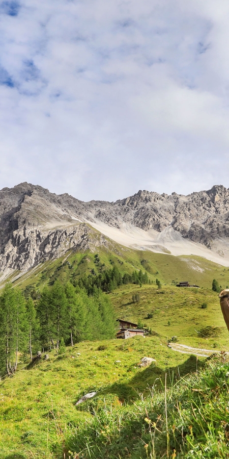 Kühe auf der Alp