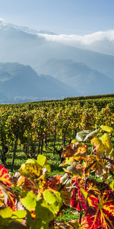 Blick über herbstliche Rebberge 