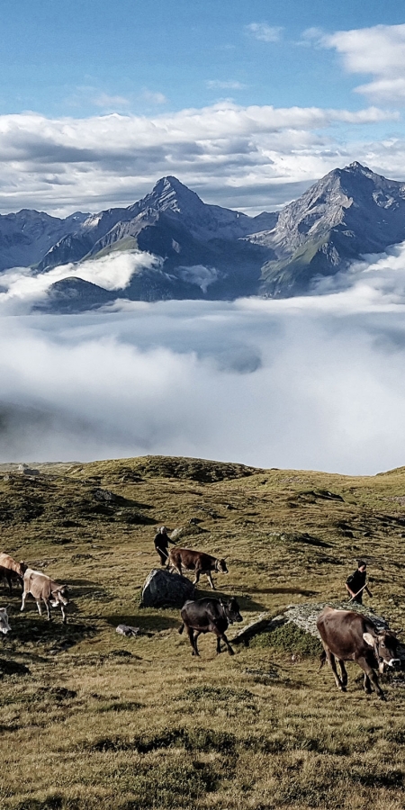 Rindertrieb auf Alp