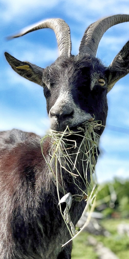 Ziege lasst sich das Bergheu schmecken