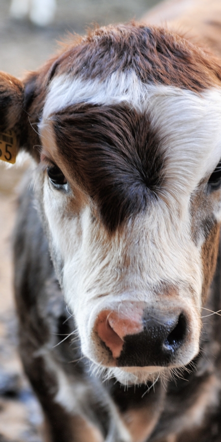 Kleines Kalb im Stall