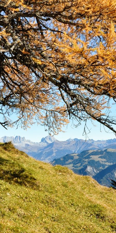 Herbststimmung auf der Alp Salaz