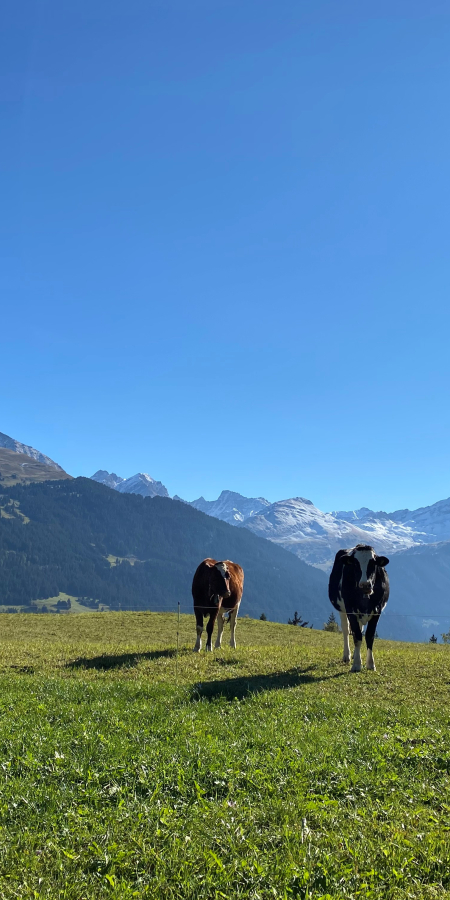 Kuhweide bei Savognin Surses