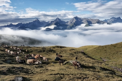 Rindertrieb auf Alp (© unbekannt) Rindertrieb auf Alp