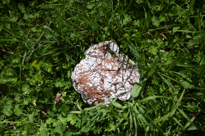 Brot aus dem Holzofen