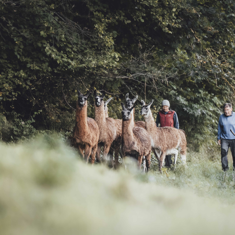 Agrotourismus Graubünden Bialaventura Surrein (Bild: Tina Gerber) Lamas Wanderung Bialaventura Surrein