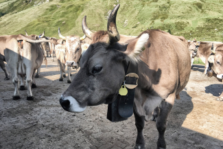 Kuh Alp Ascharina Prättigau (©Prezis GmbH, www.prezis.gmbh) Kuh Alp Ascharina Prättigau