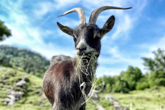 Ziege lasst sich das Bergheu schmecken (© Prezis GmbH, www.prezis.gmbh) Ziege lasst sich das Bergheu schmecken