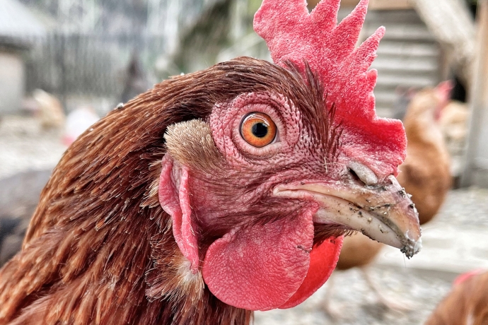 Ein flottes Huhn (© Prezis GmbH, www.prezis.gmbh) Ein flottes Huhn