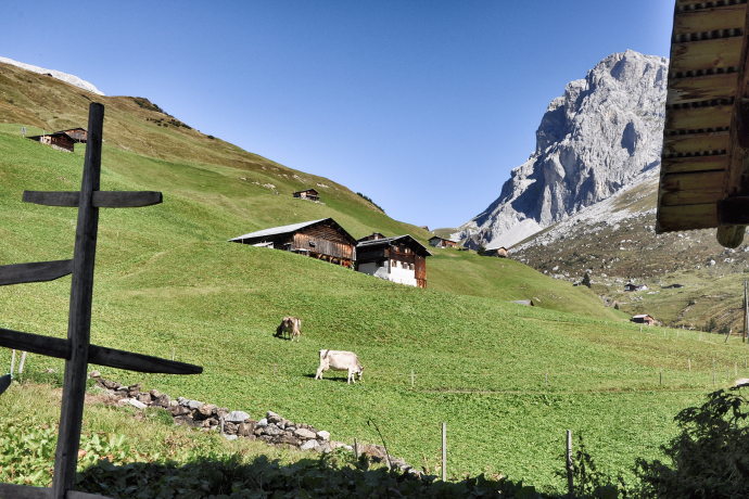 Kühe weiden auf der Alp (© Prezis GmbH, www.prezis.gmbh) Kühe weiden auf der Alp