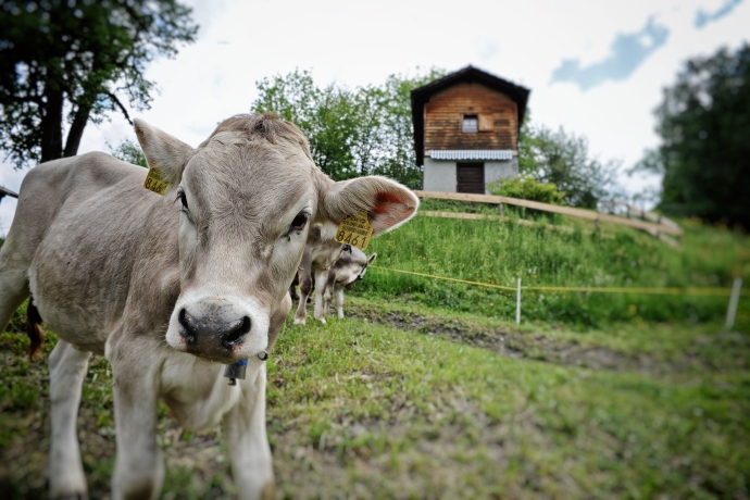 Kalb auf Wiese bei Maiensäss (© BBV) Kalb auf Wiese bei Maiensäss