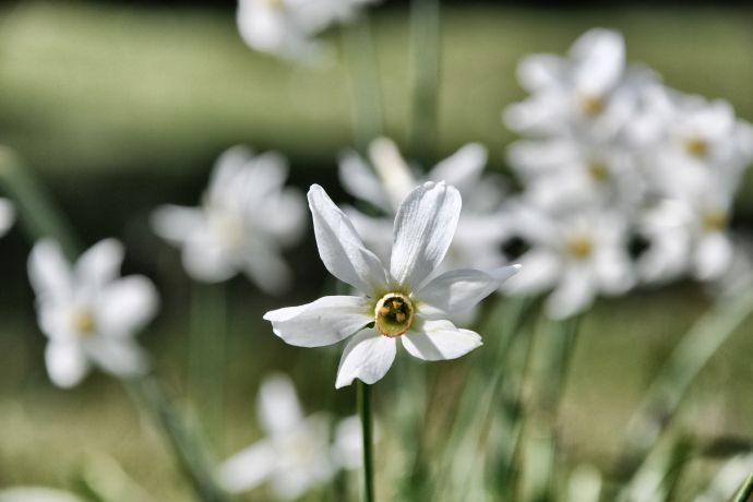 Narzissenfelder in Seewis