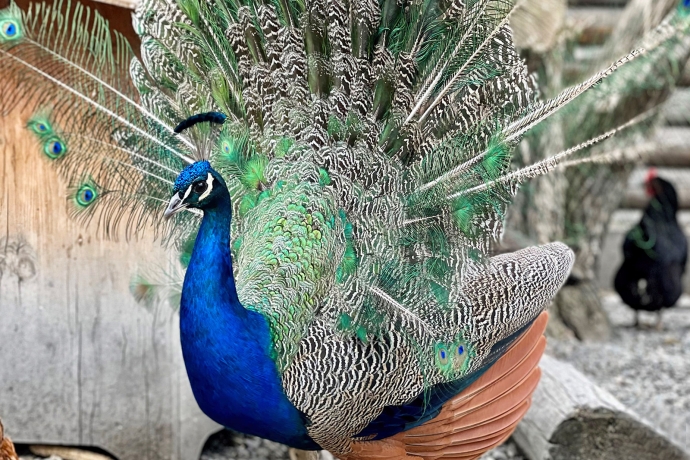 Stolzer Pfau auf dem Bauernhof (© Prezis GmbH, www.prezis.gmbh) Stolzer Pfau auf dem Bauernhof