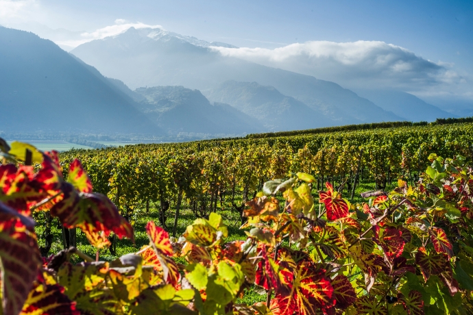 Blick über herbstliche Rebberge (© www.gaudenzdanuser.com) Blick über herbstliche Rebberge