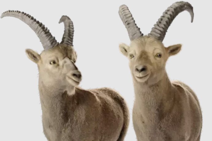 Gian & Giachen helfen weiter