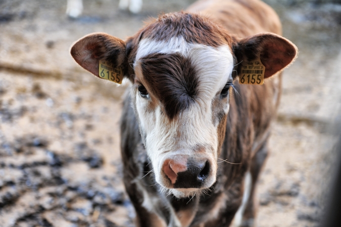 Kleines Kalb im Stall