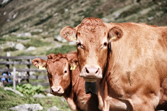 Portrait Mutterkuh mit Kalb 