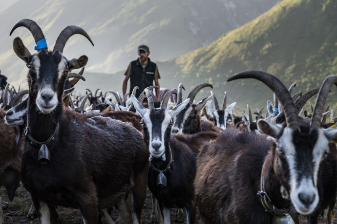 Cyril Steiger - Ziegen - Tujetsch