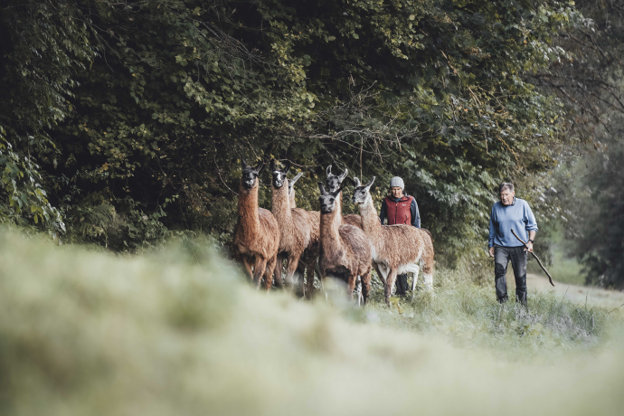 Lamas Wanderung Bialaventura Surrein