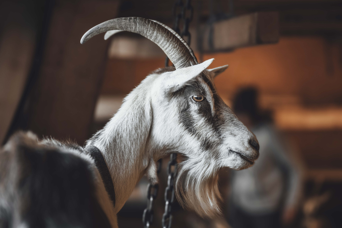 Ziege Bialaventura Surrein Agrotourismus Graubünden