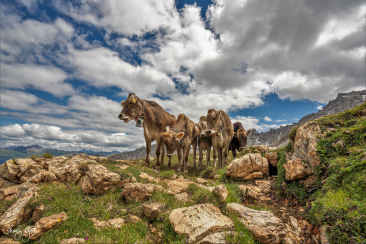 Rinder auf der Alp (Charly Gurt)